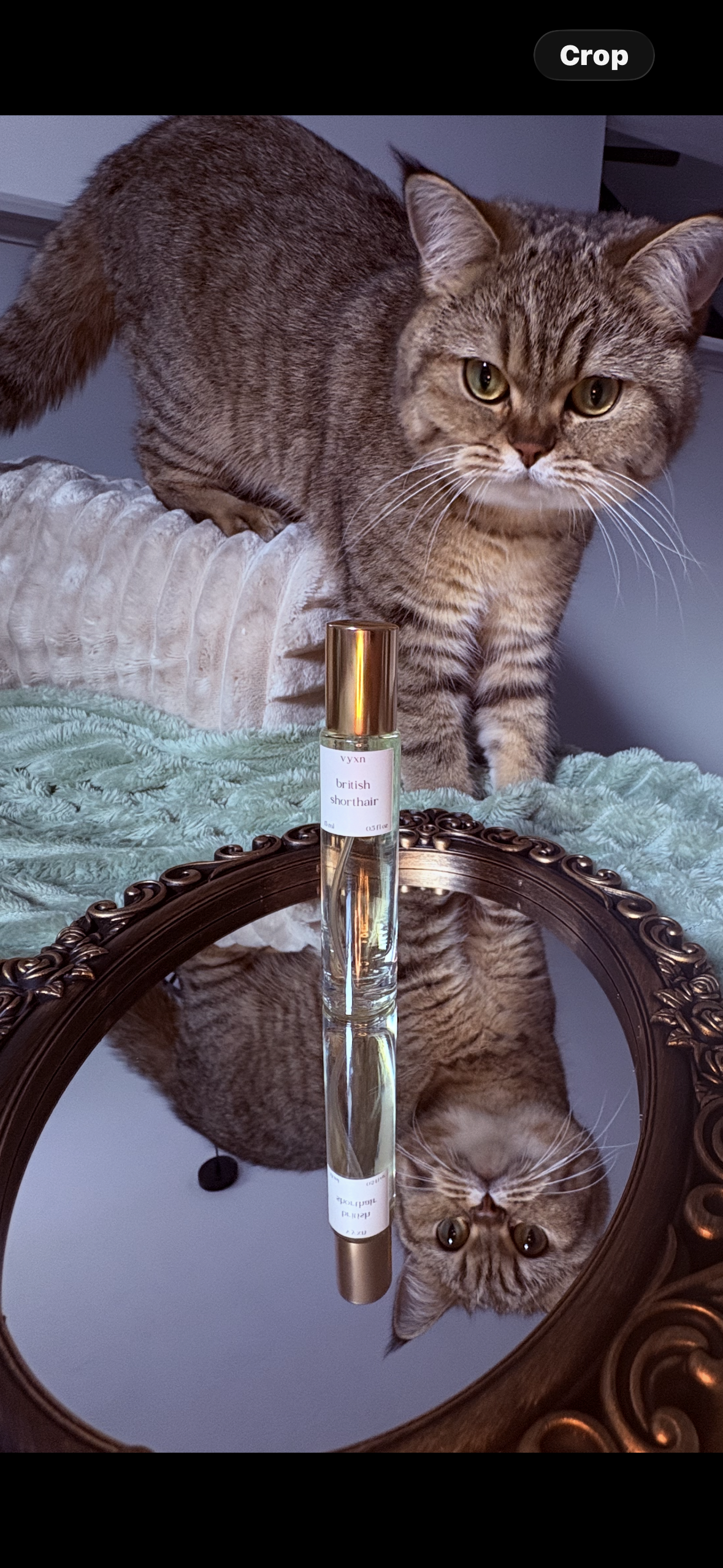 British shorthair cat on couch next to British shorthair perfume bottle on top of mirror