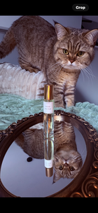 British shorthair cat on couch next to British shorthair perfume bottle on top of mirror
