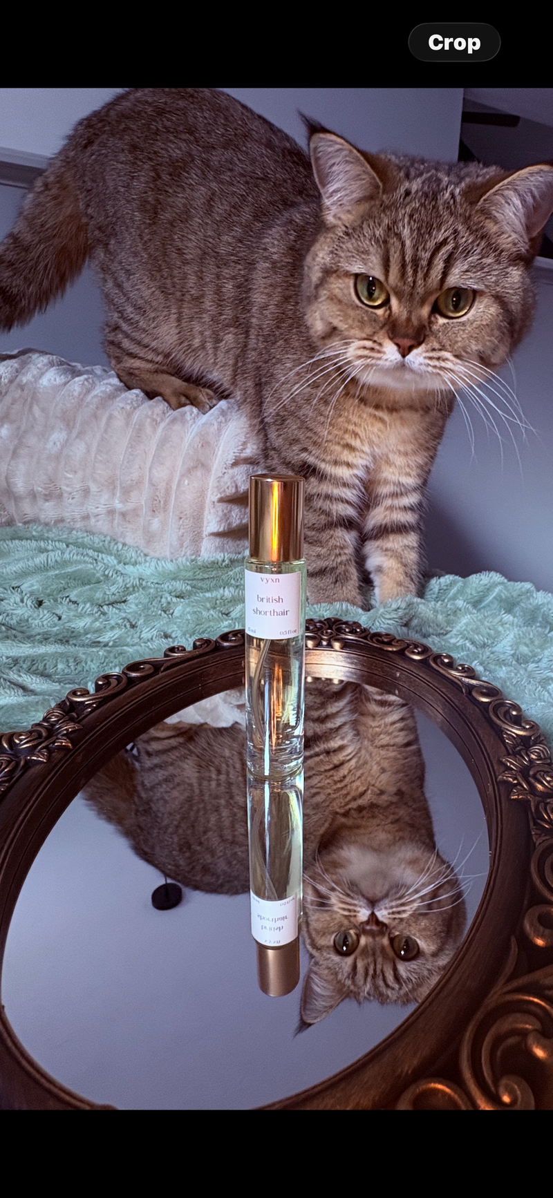 British shorthair cat on couch next to British shorthair perfume bottle on top of mirror