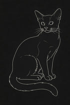 Abyssinian cat on black background 